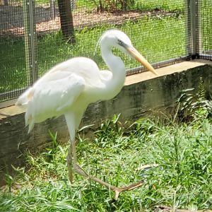 Sawgrass Nature Center (2022) - Great Blue Heron (white morph)