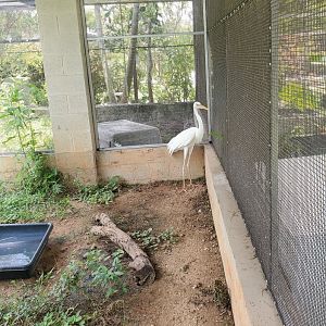 Sawgrass Nature Center (2022) - Great Blue Heron (white morph)