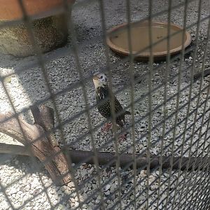 Sawgrass Nature Center (2022) - European Starling (rare morph)