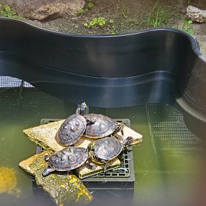 Sawgrass Nature Center (2022) - Turtles