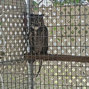 Sawgrass Nature Center (2022) - Great Horned Owl
