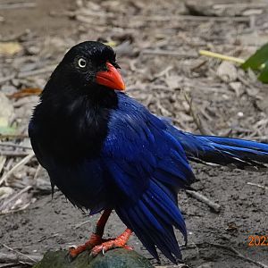 Taiwan Blue Magpie (Urocissa caerulea)