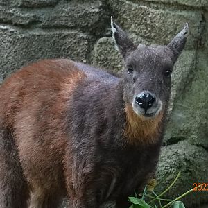 Taiwan Serow (Capricornis swinhoei)