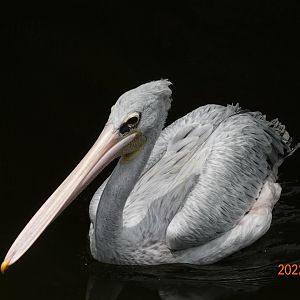 Pink-backed Pelican (Pelecanus rufescens)