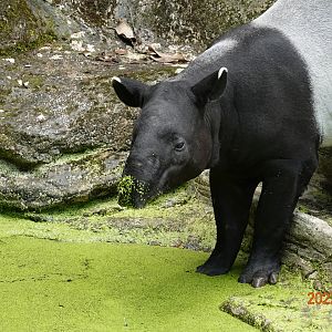 Malayan Tapir