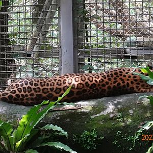 North Chinese Leopard (Panthera pardus japonensis)