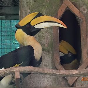 Great Hornbill (Buceros bicornis)