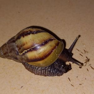 African giant landsnail