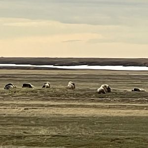 Muskox - Alaska