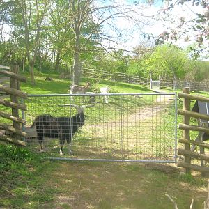 Sagnlandet Lejre - Goat exhibit