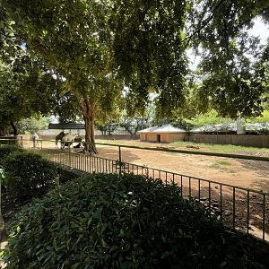 Dromedary Camel Enclosure (Camelus dromedarius)
