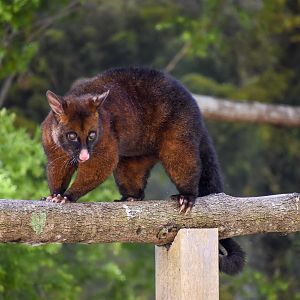 Tasmanian Brushtail Possum (Trichosurus vulpecula fuliginosus)