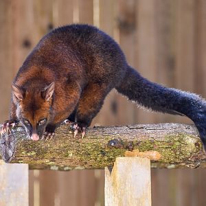 Tasmanian Brushtail Possum (Trichosurus vulpecula fuliginosus)