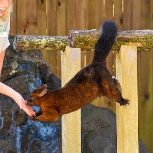 Tasmanian Brushtail Possum (Trichosurus vulpecula fuliginosus)