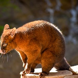 Tasmanian Brushtail Possum (Trichosurus vulpecula fuliginosus)