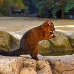 Tasmanian Brushtail Possum (Trichosurus vulpecula fuliginosus)