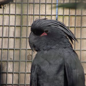 Palm Cockatoo - Zooparc de Beauval - 01/2020