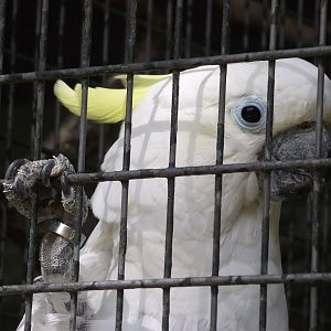 Greater Sulphur-crested Cockatoo - Zooparc de Beauval - 05/2021