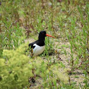 Wild Eurasian oystercatcher