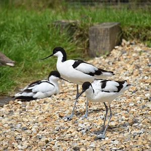 Pied avocets