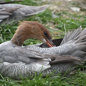 Scaly-sided merganser