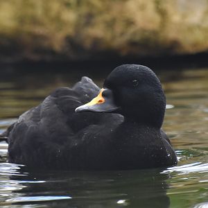 Common scoter