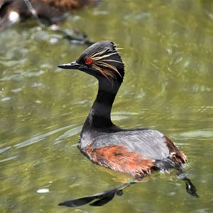 Black-necked grebe