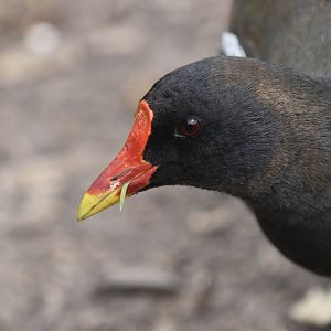 Common moorhen portrait
