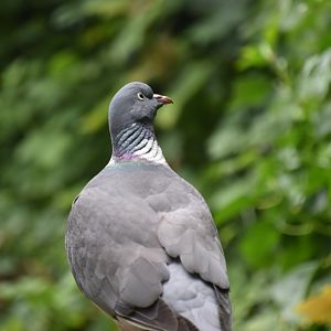 Common woodpigeon
