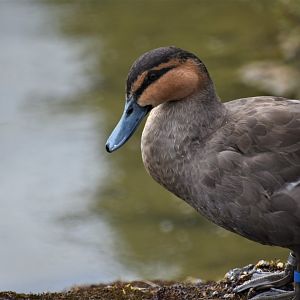 Philippine duck