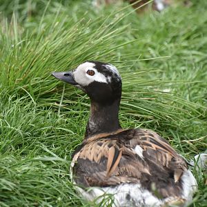 Long-tailed duck