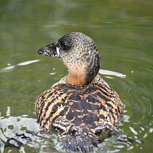 African white-backed duck