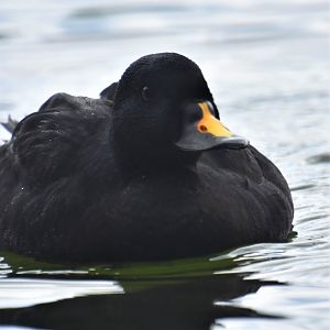 Common scoter