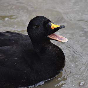 Common scoter