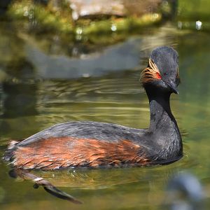 Black-necked grebe