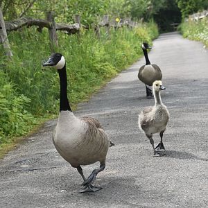 Canada geese