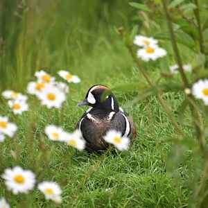 Harlequin duck in the daisies
