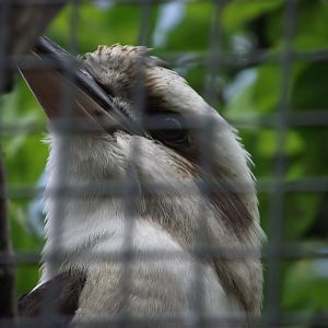 Laughing Kookaburra - Zooparc de Beauval - 05/2021
