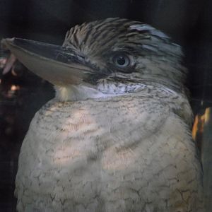 Blue-winged Kookaburra - Zooparc de Beauval - 10/2020