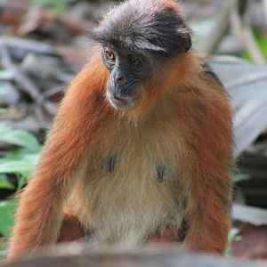 Western red colobus - Piliocolobus badius temminckii