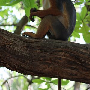 Western red colobus - Piliocolobus badius temminckii