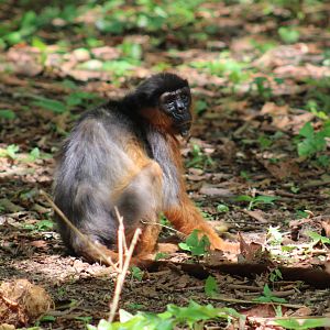Western red colobus - Piliocolobus badius temminckii