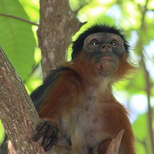 Western red colobus - Piliocolobus badius temminckii