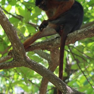 Western red colobus - Piliocolobus badius temminckii