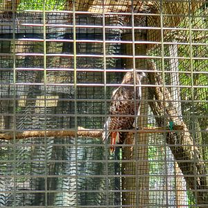 Quogue Wildlife Refuge (2022) - Red-tailed Hawk