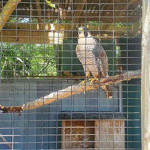 Quogue Wildlife Refuge (2022) - Peregrine Falcon