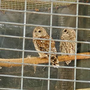 Quogue Wildlife Refuge (2022) - Barred Owls