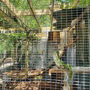 Quogue Wildlife Refuge (2022) - Barred Owl enclosure