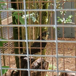 Quogue Wildlife Refuge (2022) - Merlin Falcon