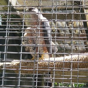 Quogue Wildlife Refuge (2022) - Cooper's Hawk